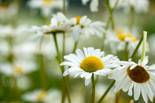 雏菊