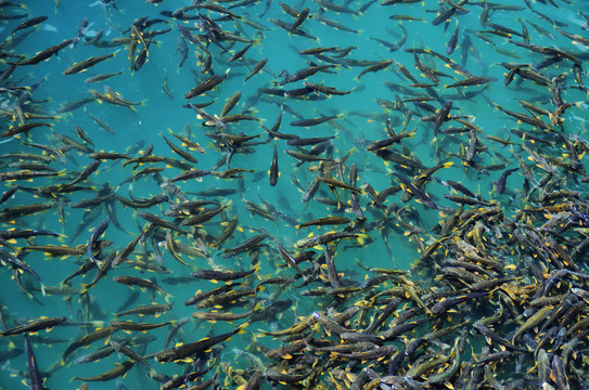 青海湖湟鱼