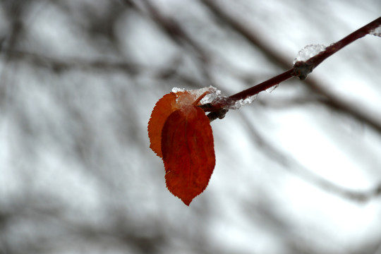 红色树叶上的积雪在融化