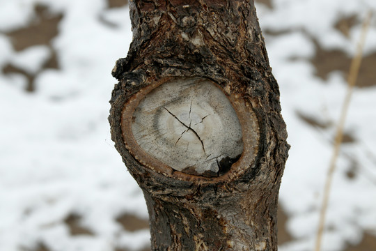 树干树杈锯断后的伤疤