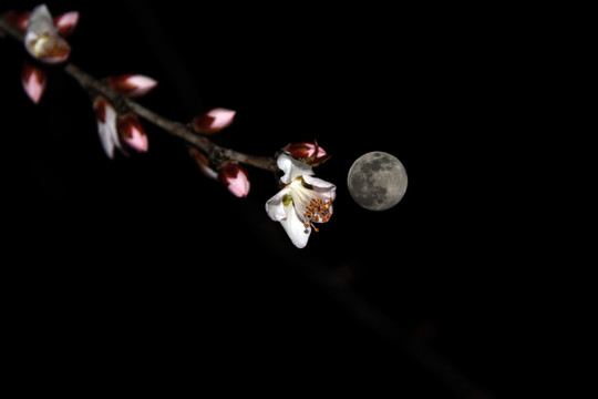 月光和桃花