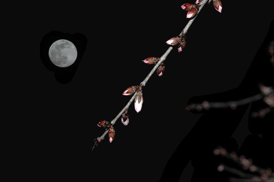 月光下的桃花蓓蕾含苞待放