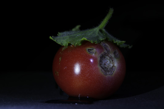 异形的西红柿长相怪异