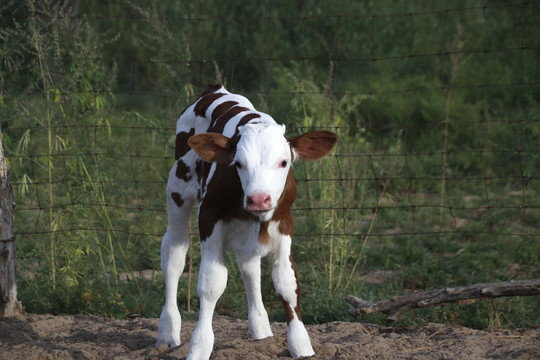 刚出生不久的牛犊科尔沁黄牛