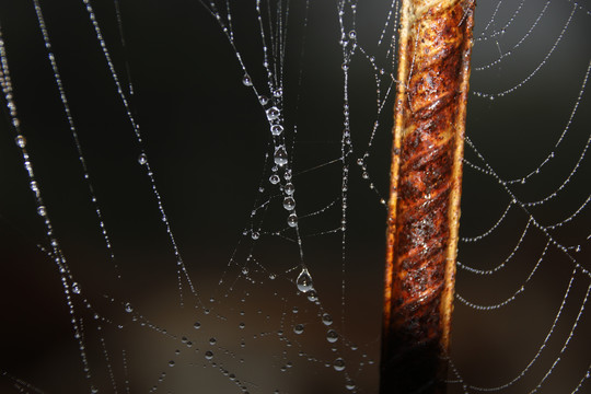 蜘蛛网上结了水珠设计素材背景