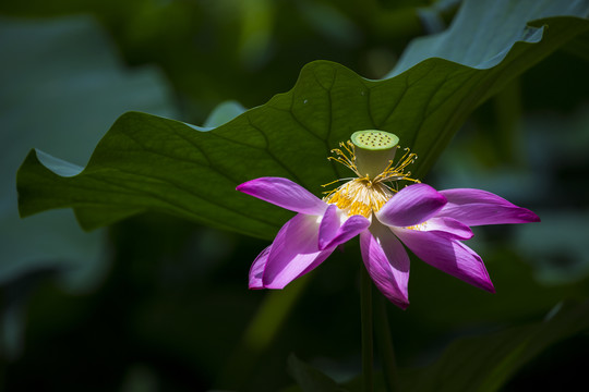 荷花