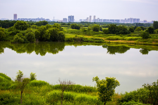 渭河湿地