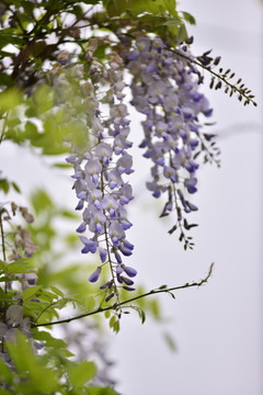 紫藤树梢