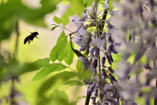 蜜蜂与紫藤花