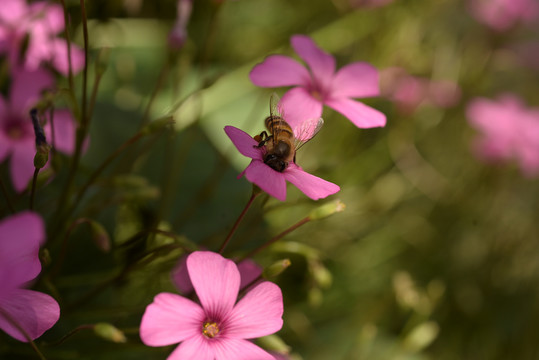 三叶草蜜蜂