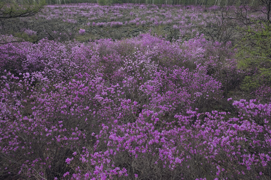 熔岩杜鹃花