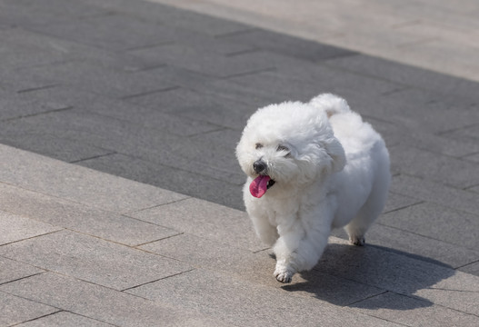 卷毛比熊犬
