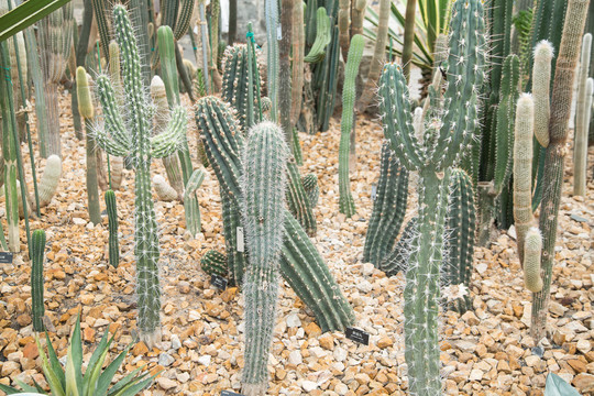 上海辰山植物园里仙人掌