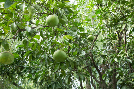 果园里结满柚子的柚子树