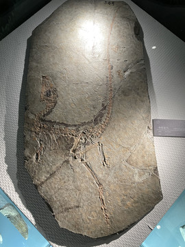 中华龙鸟化石