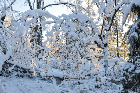 积雪树干大雪夕阳