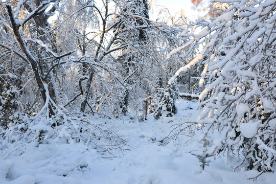 积雪树干大雪夕阳