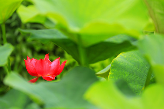 荷花特写