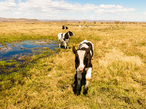 春季草原小牛