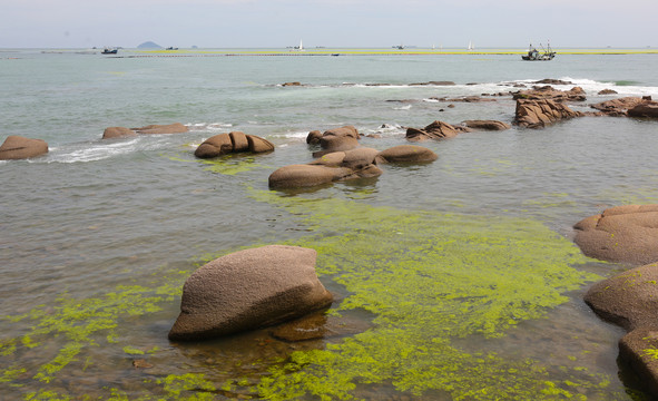 海边浒苔