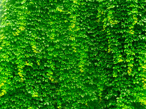 绿植绿叶墙体