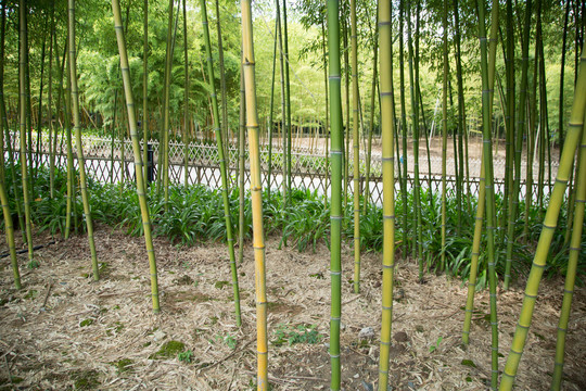 植物园里的红哺鸡竹