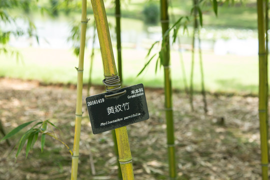 植物园里的黄纹竹