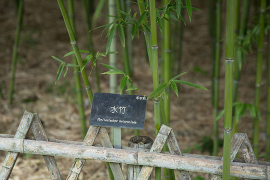 植物园里的水竹