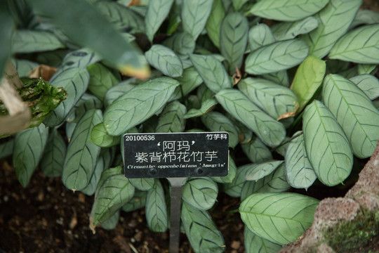 植物园里的紫背栉花竹竽