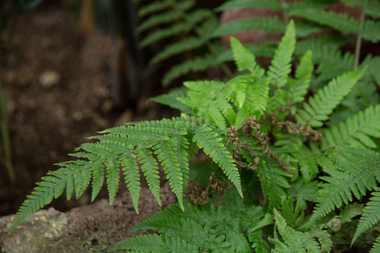 植物园里的棕鳞肋毛厥