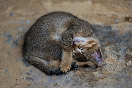 狸花猫