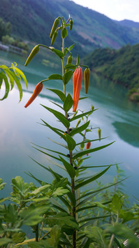 鄂坪大河湾百合