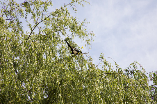树枝上的喜鹊