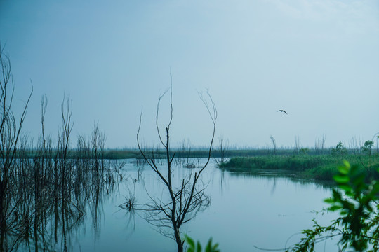 湿地公园