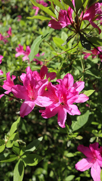 杜鹃花