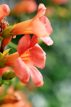 凌霄花