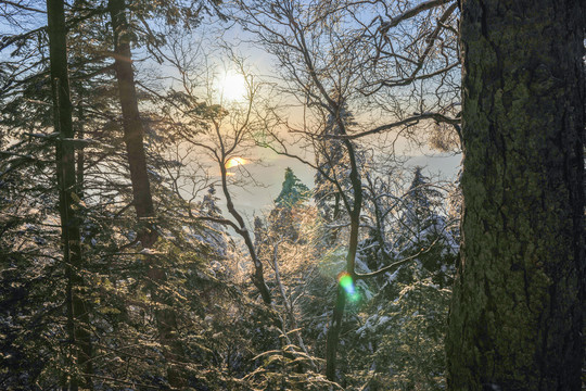 积雪阳光树枝