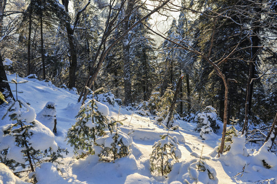 积雪阳光树枝