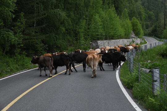 公路上的牛群