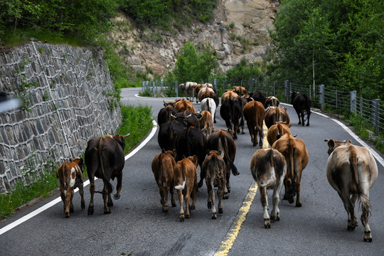 在柏油路上散步的牛群