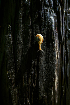 雨后日出潮湿树干上的蜗牛