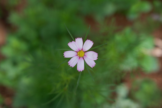 一朵小花