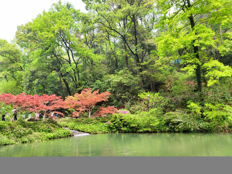 绿植风景