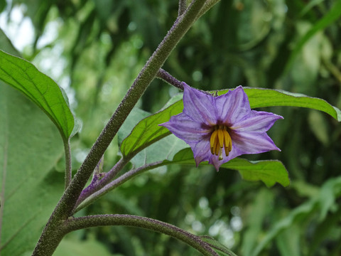 紫茄子花