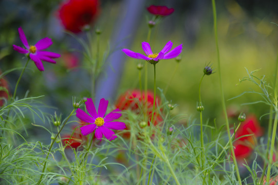 格桑花