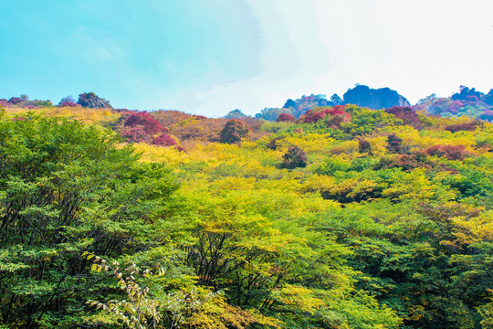 茅荆坝森林公园