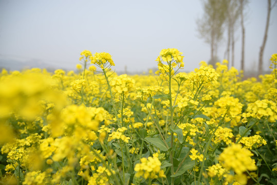 油菜花地