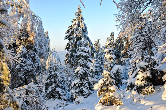 雪松积雪夕阳