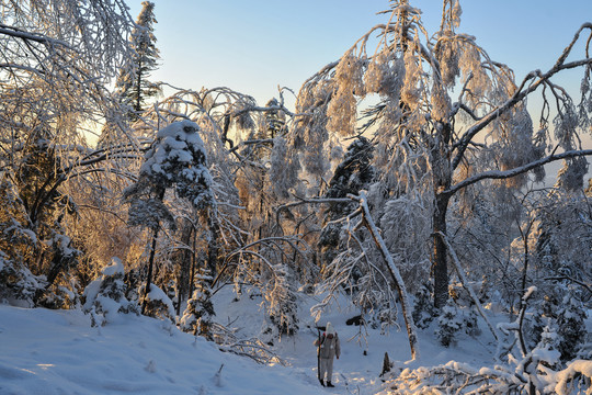 雪松积雪夕阳