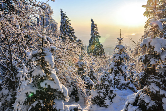 雪松积雪夕阳